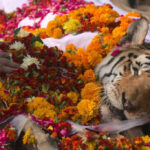 Collarwali, la tigre simbolo di Pench che lasciò 29 cuccioli, non ha mai attaccato l’uomo