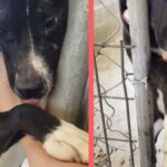 Speck tendeva la zampa dal box del rifugio: dopo 18 mesi trova una famiglia