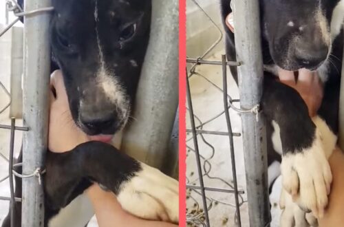 In un rifugio dell’Alabama, Speck cercava ogni giorno il contatto con chi passava davanti al suo box. Dopo 18 mesi è stato adottato.
