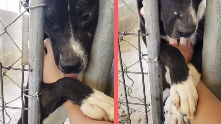 In un rifugio dell’Alabama, Speck cercava ogni giorno il contatto con chi passava davanti al suo box. Dopo 18 mesi è stato adottato.