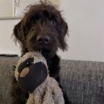 Sei anni dietro le sbarre con un solo amico: poi Barnie ha finalmente trovato casa