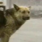 Kostya rimase per anni sulla stessa strada: aspettava una famiglia che non sarebbe tornata
