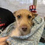 Lo trova rannicchiato al freddo in un angolo: quel piccolo cane non aveva più la forza di scappare