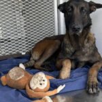 Nel rifugio stringe sempre la sua vecchia scimmietta: è tutto ciò che gli resta