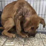 Ha conosciuto il freddo e l’abbandono, ma questo cane continua ancora ad aspettare