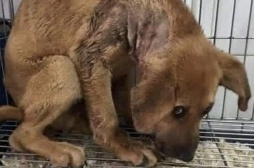 Ha conosciuto il freddo e l’abbandono, ma questo cane continua ancora ad aspettare Nel suo sguardo non c’è aggressività. Solo stanchezza, prudenza e il bisogno di capire se questa volta qualcuno resterà davvero. È rimasto a lungo senza un posto sicuro. La sua storia parla di paura, freddo e abbandono. Non vengono indicati luogo, età, razza o dettagli precisi su ciò che abbia vissuto, ma il suo comportamento mostra ancora una forte diffidenza. Osserva le persone senza avvicinarsi troppo. Non ringhia, non cerca lo scontro, non reagisce con aggressività. Resta semplicemente in disparte, come se avesse bisogno di tempo prima di capire se può fidarsi davvero di chi gli sta davanti. I suoi occhi raccontano soprattutto stanchezza. Chi si occupa di lui cerca di non forzarlo. Niente gesti bruschi, niente contatto imposto. Solo presenza, voce calma e piccoli segnali che possano aiutarlo a sentirsi al sicuro. Per un cane che ha già conosciuto l’abbandono, anche una carezza può diventare qualcosa da accettare poco alla volta. Eppure, nonostante tutto, continua a cercare il contatto. A volte basta uno sguardo più lungo, un passo in avanti, il corpo che si rilassa appena. Segnali minimi, ma importanti. La sua storia non ha ancora un finale definitivo. Non sappiamo se abbia già trovato una famiglia o se stia ancora aspettando. Per ora resta lì, prudente ma presente, cercando di capire se questa volta qualcuno sarà disposto a restare davvero.