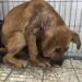 Ha conosciuto il freddo e l’abbandono, ma questo cane continua ancora ad aspettare Nel suo sguardo non c’è aggressività. Solo stanchezza, prudenza e il bisogno di capire se questa volta qualcuno resterà davvero. È rimasto a lungo senza un posto sicuro. La sua storia parla di paura, freddo e abbandono. Non vengono indicati luogo, età, razza o dettagli precisi su ciò che abbia vissuto, ma il suo comportamento mostra ancora una forte diffidenza. Osserva le persone senza avvicinarsi troppo. Non ringhia, non cerca lo scontro, non reagisce con aggressività. Resta semplicemente in disparte, come se avesse bisogno di tempo prima di capire se può fidarsi davvero di chi gli sta davanti. I suoi occhi raccontano soprattutto stanchezza. Chi si occupa di lui cerca di non forzarlo. Niente gesti bruschi, niente contatto imposto. Solo presenza, voce calma e piccoli segnali che possano aiutarlo a sentirsi al sicuro. Per un cane che ha già conosciuto l’abbandono, anche una carezza può diventare qualcosa da accettare poco alla volta. Eppure, nonostante tutto, continua a cercare il contatto. A volte basta uno sguardo più lungo, un passo in avanti, il corpo che si rilassa appena. Segnali minimi, ma importanti. La sua storia non ha ancora un finale definitivo. Non sappiamo se abbia già trovato una famiglia o se stia ancora aspettando. Per ora resta lì, prudente ma presente, cercando di capire se questa volta qualcuno sarà disposto a restare davvero.