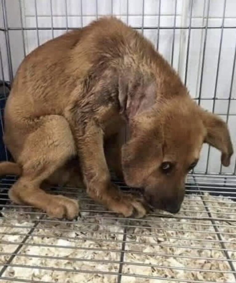 Ha conosciuto il freddo e l’abbandono, ma questo cane continua ancora ad aspettare Nel suo sguardo non c’è aggressività. Solo stanchezza, prudenza e il bisogno di capire se questa volta qualcuno resterà davvero. È rimasto a lungo senza un posto sicuro. La sua storia parla di paura, freddo e abbandono. Non vengono indicati luogo, età, razza o dettagli precisi su ciò che abbia vissuto, ma il suo comportamento mostra ancora una forte diffidenza. Osserva le persone senza avvicinarsi troppo. Non ringhia, non cerca lo scontro, non reagisce con aggressività. Resta semplicemente in disparte, come se avesse bisogno di tempo prima di capire se può fidarsi davvero di chi gli sta davanti. I suoi occhi raccontano soprattutto stanchezza. Chi si occupa di lui cerca di non forzarlo. Niente gesti bruschi, niente contatto imposto. Solo presenza, voce calma e piccoli segnali che possano aiutarlo a sentirsi al sicuro. Per un cane che ha già conosciuto l’abbandono, anche una carezza può diventare qualcosa da accettare poco alla volta. Eppure, nonostante tutto, continua a cercare il contatto. A volte basta uno sguardo più lungo, un passo in avanti, il corpo che si rilassa appena. Segnali minimi, ma importanti. La sua storia non ha ancora un finale definitivo. Non sappiamo se abbia già trovato una famiglia o se stia ancora aspettando. Per ora resta lì, prudente ma presente, cercando di capire se questa volta qualcuno sarà disposto a restare davvero.
