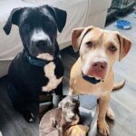 Non riuscì a lasciarli lì: quei due cani trovati per strada oggi sono parte della famiglia