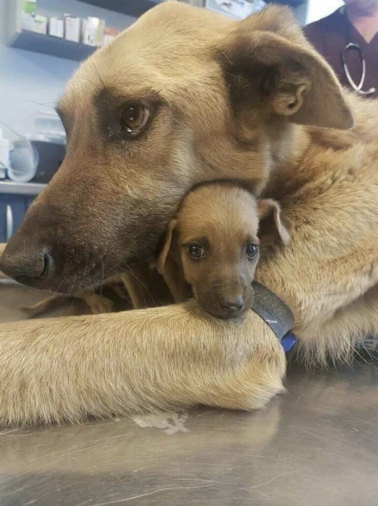 Una mamma cane perde tutti i suoi cuccioli, poi resta solo lui accanto a lei Dopo la perdita della cucciolata, la cagnolina è rimasta con un solo piccolo. Ora per entrambi si apre una nuova possibilità. Era rimasta con un solo cucciolo. Tutti gli altri piccoli erano morti uno dopo l’altro e la mamma cane continuava a restare accanto all’unico sopravvissuto. Lui cercava riparo tra le sue zampe, mentre lei non si allontanava. Chi li ha incontrati per la prima volta li ha trovati così: vicini, quasi sempre a contatto. La cagnolina aveva appena attraversato la perdita dell’intera cucciolata, fatta eccezione per quel piccolo che continuava a dipendere completamente da lei. Non viene indicato cosa sia accaduto agli altri cuccioli né in quali circostanze siano morti. Quello che resta della vicenda è l’immagine della madre accanto all’unico piccolo sopravvissuto e la decisione di non separarli. Per il cucciolo, ancora molto fragile, la presenza della madre rappresentava il riferimento più immediato. Lei continuava a proteggerlo e a tenerlo vicino, mentre chi si stava occupando dei due cercava una soluzione che permettesse loro di restare insieme. Poi è arrivata la svolta. Per la mamma e il suo cucciolo è stata trovata una famiglia. I due non dovranno essere separati e potranno affrontare insieme il cambiamento più importante: lasciare alle spalle la situazione in cui erano stati trovati e avere finalmente una casa. Ora il piccolo continuerà a crescere accanto alla madre. E lei non resterà più sola con l’unico cucciolo sopravvissuto.