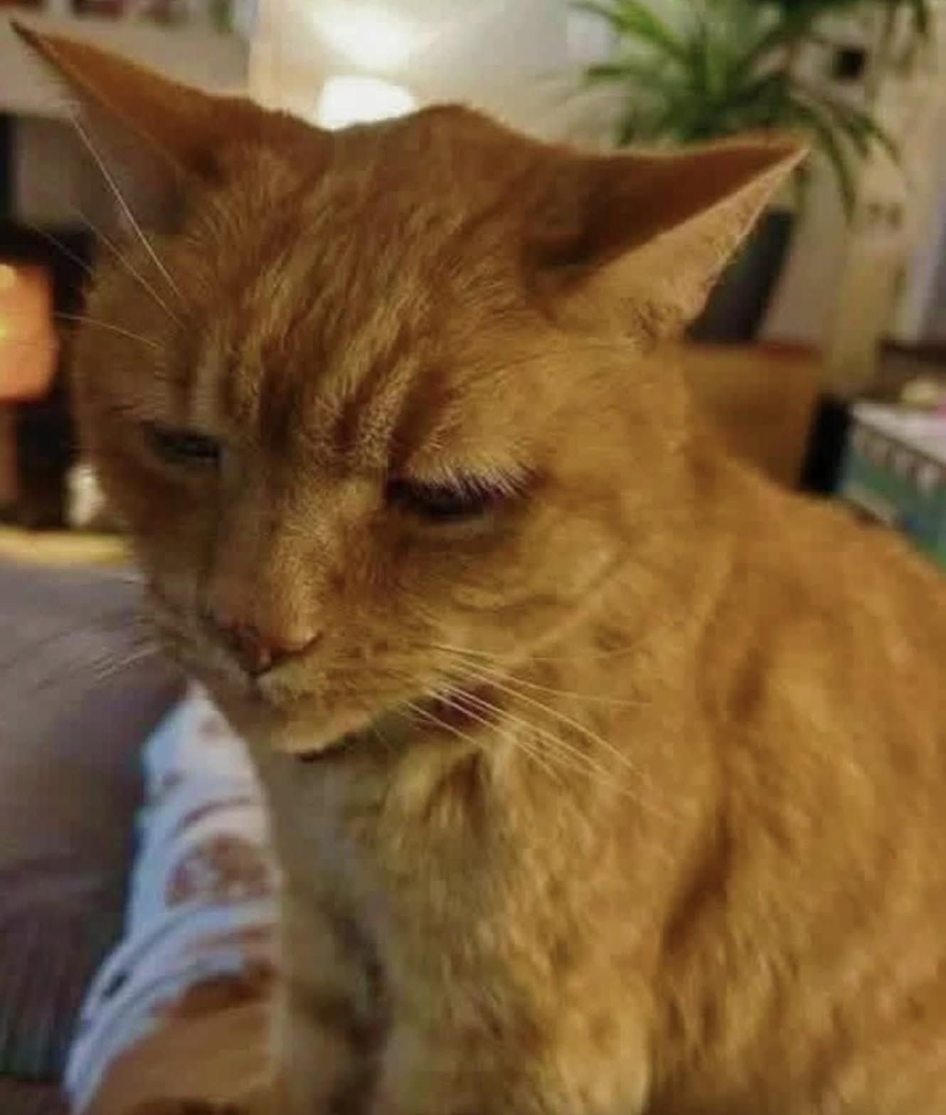 Di solito è il primo a chiedere cibo. Oggi invece è rimasto in silenzio e il suo comportamento ha fatto scattare l’allarme. Leo ha 7 anni e, fino a poche ore prima, nulla faceva pensare che qualcosa potesse cambiare così in fretta. Il primo segnale è arrivato davanti alla ciotola. Il gatto, normalmente molto interessato al cibo, non ha mangiato nulla. Un comportamento insolito, soprattutto per chi lo conosce bene e sa quanto sia abituato a farsi sentire quando arriva il momento della pappa. Poi sono comparsi altri segnali. Leo ha iniziato ad agitarsi come se avesse una palla di pelo. Poco dopo ha rifiutato di rientrare in casa ed è rimasto distante, più fermo e assente del solito. A quel punto la famiglia ha deciso di non aspettare. Il marito della sua umana lo ha preso e lo ha portato d’urgenza dal veterinario. Non viene indicata, al momento, alcuna diagnosi e non è ancora chiaro cosa stia causando il cambiamento improvviso nel comportamento del gatto. La preoccupazione nasce proprio da questo: Leo, fino a oggi, aveva una routine molto diversa. Per sette anni aveva scandito le giornate con le sue fusa, la presenza alla porta e soprattutto con il suo entusiasmo per il cibo. Ora la situazione è nelle mani del veterinario.