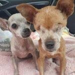 Nessuno voleva i due cani anziani: separarli, però, non era possibile