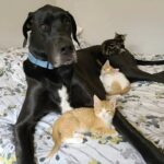Nessuno voleva questo vecchio cane, oggi protegge tre gattini abbandonati