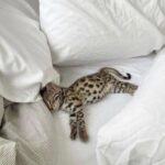 La sua prima notte dopo l’adozione: il gatto si sdraia tra i cuscini e si rilassa