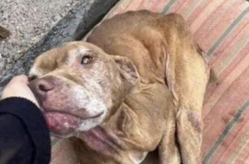 Viveva in condizioni durissime e non riusciva quasi più a reggersi in piedi. Dopo la caduta, però, qualcuno ha deciso di intervenire.