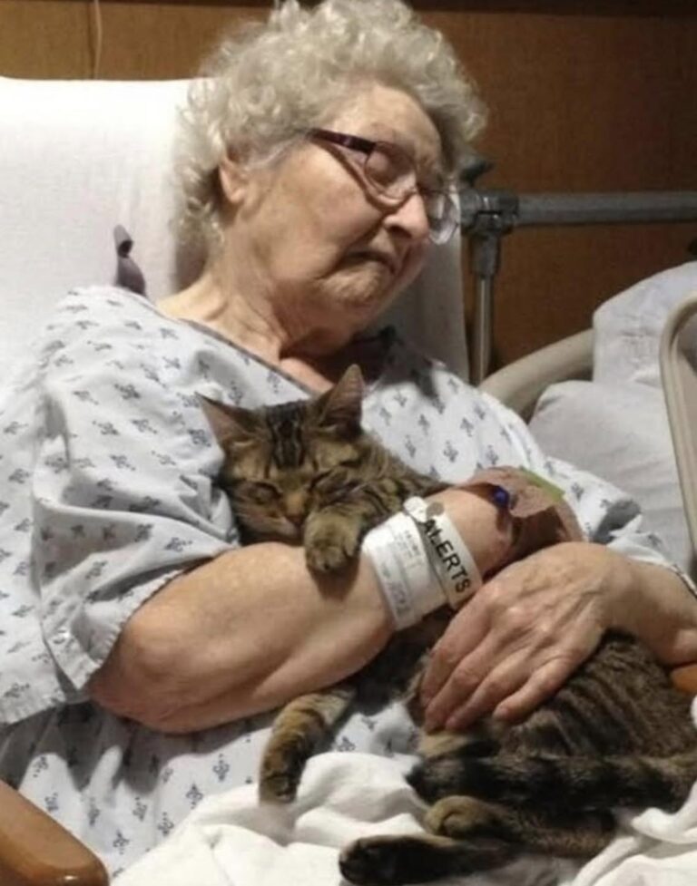 Dopo dieci anni insieme, il gatto restava ad aspettarla vicino alla porta. La famiglia ottiene un permesso speciale per farli incontrare.