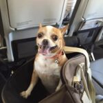 Sul volo verso casa, questo cane non riesce a contenere la felicità