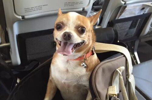 Sul volo verso casa, questo cane non riesce a contenere la felicità Per mesi ha aspettato in rifugio. Oggi è in aereo, accanto a chi lo ha scelto, pronto a cominciare una nuova vita. Non riesce a stare fermo. Ha la lingua fuori, gli occhi vivi, il corpo teso per l’emozione. Oggi è il giorno che tutti aspettavano: quello del ritorno a casa. È già tutto pronto per il viaggio. Documenti, biglietto, trasportino, qualche piccolo gioco sistemato dentro per farlo sentire più tranquillo. Ma a rassicurarlo davvero sembra bastare una cosa sola: sentire accanto la persona che ha deciso di portarlo via per sempre. Eppure, quando si sono incontrati, era un altro cane. In rifugio stava in silenzio, raggomitolato in un angolo, quasi volesse sparire. Era stato abbandonato e, da tempo, aspettava senza capire perché nessuno tornasse più per lui. Non abbaiava, non cercava attenzioni. Restava lì, fermo. Poi qualcosa è cambiato. Quando ha visto arrivare quell’uomo, ha acceso lo sguardo. Prima con cautela, poi con un entusiasmo trattenuto a fatica. Ha mosso la coda piano, si è avvicinato un passo alla volta e, quando la gabbia si è aperta, si è stretto a lui. Da allora ha ritrovato fiducia ed energia. Oggi quel cane è in aereo, nel suo trasportino, attento a ogni rumore, a ogni movimento, a ogni novità. Guarda, annusa, osserva. Ogni tanto appoggia la testa sulla mano del suo umano. Mentre il volo parte, lui è lì, agitato e felice. Non sa forse dove sta andando, ma una cosa è certa: non dovrà più aspettare dietro una grata. Questa volta sta davvero andando a casa.