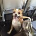 Sul volo verso casa, questo cane non riesce a contenere la felicità Per mesi ha aspettato in rifugio. Oggi è in aereo, accanto a chi lo ha scelto, pronto a cominciare una nuova vita. Non riesce a stare fermo. Ha la lingua fuori, gli occhi vivi, il corpo teso per l’emozione. Oggi è il giorno che tutti aspettavano: quello del ritorno a casa. È già tutto pronto per il viaggio. Documenti, biglietto, trasportino, qualche piccolo gioco sistemato dentro per farlo sentire più tranquillo. Ma a rassicurarlo davvero sembra bastare una cosa sola: sentire accanto la persona che ha deciso di portarlo via per sempre. Eppure, quando si sono incontrati, era un altro cane. In rifugio stava in silenzio, raggomitolato in un angolo, quasi volesse sparire. Era stato abbandonato e, da tempo, aspettava senza capire perché nessuno tornasse più per lui. Non abbaiava, non cercava attenzioni. Restava lì, fermo. Poi qualcosa è cambiato. Quando ha visto arrivare quell’uomo, ha acceso lo sguardo. Prima con cautela, poi con un entusiasmo trattenuto a fatica. Ha mosso la coda piano, si è avvicinato un passo alla volta e, quando la gabbia si è aperta, si è stretto a lui. Da allora ha ritrovato fiducia ed energia. Oggi quel cane è in aereo, nel suo trasportino, attento a ogni rumore, a ogni movimento, a ogni novità. Guarda, annusa, osserva. Ogni tanto appoggia la testa sulla mano del suo umano. Mentre il volo parte, lui è lì, agitato e felice. Non sa forse dove sta andando, ma una cosa è certa: non dovrà più aspettare dietro una grata. Questa volta sta davvero andando a casa.