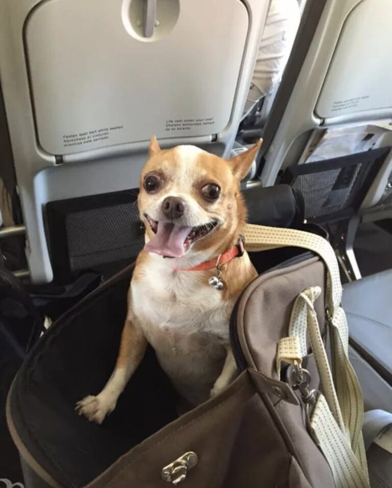 Sul volo verso casa, questo cane non riesce a contenere la felicità Per mesi ha aspettato in rifugio. Oggi è in aereo, accanto a chi lo ha scelto, pronto a cominciare una nuova vita. Non riesce a stare fermo. Ha la lingua fuori, gli occhi vivi, il corpo teso per l’emozione. Oggi è il giorno che tutti aspettavano: quello del ritorno a casa. È già tutto pronto per il viaggio. Documenti, biglietto, trasportino, qualche piccolo gioco sistemato dentro per farlo sentire più tranquillo. Ma a rassicurarlo davvero sembra bastare una cosa sola: sentire accanto la persona che ha deciso di portarlo via per sempre. Eppure, quando si sono incontrati, era un altro cane. In rifugio stava in silenzio, raggomitolato in un angolo, quasi volesse sparire. Era stato abbandonato e, da tempo, aspettava senza capire perché nessuno tornasse più per lui. Non abbaiava, non cercava attenzioni. Restava lì, fermo. Poi qualcosa è cambiato. Quando ha visto arrivare quell’uomo, ha acceso lo sguardo. Prima con cautela, poi con un entusiasmo trattenuto a fatica. Ha mosso la coda piano, si è avvicinato un passo alla volta e, quando la gabbia si è aperta, si è stretto a lui. Da allora ha ritrovato fiducia ed energia. Oggi quel cane è in aereo, nel suo trasportino, attento a ogni rumore, a ogni movimento, a ogni novità. Guarda, annusa, osserva. Ogni tanto appoggia la testa sulla mano del suo umano. Mentre il volo parte, lui è lì, agitato e felice. Non sa forse dove sta andando, ma una cosa è certa: non dovrà più aspettare dietro una grata. Questa volta sta davvero andando a casa.