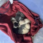 Entra nel capanno seguendo una gatta, poi sente un miagolio sotto una vecchia tenda