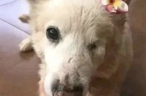 Aveva un occhio in meno, le zampe tremanti e bisogno di cure. Al rifugio, però, continuava ad aspettare. Restava quasi sempre sdraiata in un angolo della gabbia. Mentre gli altri cani abbaiavano e cercavano attenzione, lei si muoveva poco. Era anziana, aveva perso un occhio e le sue zampe tremavano leggermente. I volontari sapevano che avrebbe avuto bisogno di cure e di una gestione diversa rispetto a quella di un cane giovane. Per molto tempo, però, nessuno si era fermato davvero per lei. Poi un giorno arrivò una persona che decise di avvicinarsi. La cagnolina sollevò lentamente la testa e lo guardò con l’unico occhio rimasto. Quel momento bastò per cambiare la sua storia. Prima dell’adozione, i volontari vollero essere chiari. Spiegarono che dormiva molto, che avrebbe avuto necessità particolari e che forse non sarebbe più tornata a giocare come un tempo. La risposta fu semplice: «Sì, sono sicuro». Anche l’arrivo nella nuova casa richiese pazienza. La cagnolina era titubante e i rumori improvvisi la facevano sobbalzare. Quella prima sera, il suo nuovo umano rimase accanto a lei, parlandole piano, finché si addormentò con la testa appoggiata sulla sua mano. Oggi non corre e non salta. Ma cerca la vicinanza della persona che l’ha adottata, appoggia la testa sulle sue ginocchia e lo segue con lo sguardo quando si muove per casa. La cagnolina anziana che nessuno sembrava voler scegliere ha finalmente trovato un posto tutto suo.