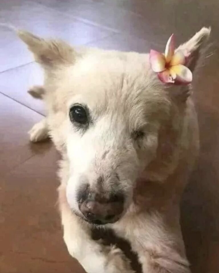 Aveva un occhio in meno, le zampe tremanti e bisogno di cure. Al rifugio, però, continuava ad aspettare. Restava quasi sempre sdraiata in un angolo della gabbia. Mentre gli altri cani abbaiavano e cercavano attenzione, lei si muoveva poco. Era anziana, aveva perso un occhio e le sue zampe tremavano leggermente. I volontari sapevano che avrebbe avuto bisogno di cure e di una gestione diversa rispetto a quella di un cane giovane. Per molto tempo, però, nessuno si era fermato davvero per lei. Poi un giorno arrivò una persona che decise di avvicinarsi. La cagnolina sollevò lentamente la testa e lo guardò con l’unico occhio rimasto. Quel momento bastò per cambiare la sua storia. Prima dell’adozione, i volontari vollero essere chiari. Spiegarono che dormiva molto, che avrebbe avuto necessità particolari e che forse non sarebbe più tornata a giocare come un tempo. La risposta fu semplice: «Sì, sono sicuro». Anche l’arrivo nella nuova casa richiese pazienza. La cagnolina era titubante e i rumori improvvisi la facevano sobbalzare. Quella prima sera, il suo nuovo umano rimase accanto a lei, parlandole piano, finché si addormentò con la testa appoggiata sulla sua mano. Oggi non corre e non salta. Ma cerca la vicinanza della persona che l’ha adottata, appoggia la testa sulle sue ginocchia e lo segue con lo sguardo quando si muove per casa. La cagnolina anziana che nessuno sembrava voler scegliere ha finalmente trovato un posto tutto suo.