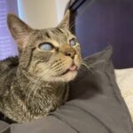 Il gatto cieco aspettava da tempo: poi tende una zampa verso uno sconosciuto