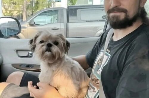Salvano Ellie dal traffico, poi un microchip non registrato porta a una corsa contro il tempo La cagnolina non aveva collare né targhetta. A venti minuti dalla chiusura, una veterinaria riesce comunque a rintracciare la famiglia. La chiamata è arrivata all’improvviso. Ben aveva appena salvato una cagnolina dal traffico. Non aveva collare né targhetta, così suo padre è salito in macchina e lo ha raggiunto. Per poterla portare in sicurezza hanno preso in prestito un guinzaglio dal vicino U-Wash ’Em Dog Wash e si sono diretti verso il veterinario più vicino ancora aperto. Mancavano appena venti minuti alla chiusura. In clinica c’era una sola veterinaria di turno. Ha controllato subito la presenza di un microchip e il dispositivo c’era, ma non risultava registrato. Sembrava un vicolo cieco. La veterinaria, però, ha provato un’altra strada: ha contattato la struttura che aveva inserito il chip. Nei loro archivi comparivano ancora i dati dei proprietari. A quel punto è partita la telefonata. Nel giro di dieci minuti, le mamme della cagnolina sono arrivate di corsa, quasi in lacrime. È stato allora che i soccorritori hanno scoperto il suo nome: Ellie. Il ricongiungimento è avvenuto pochi minuti prima che la clinica chiudesse. Le proprietarie, sollevate di riaverla, hanno promesso di registrare subito il microchip presso l’agenzia competente. Quella che era iniziata con una cagnolina sola in mezzo al traffico si è chiusa, nello spazio di pochi minuti, con Ellie di nuovo insieme alla sua famiglia.