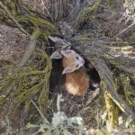 Li trova abbracciati nel cavo di un albero: Maple e Rusty erano stati lasciati soli. avevano poca acqua e poco cibo