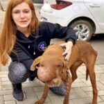 Il cane salvato aveva paura di tutto, poi appoggia la testa sulla sua gamba