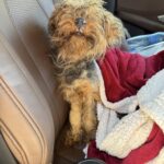 Vagava da sola, quasi senza forze: quella piccola cagnolina cercava solo un posto sicuro