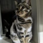 Passava davanti a tante gabbie, poi incrocia gli occhi di quel gatto e si ferma