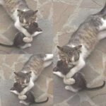 Ma partorisce quattro gattini nel vicolo: poi uno scompare nella notte