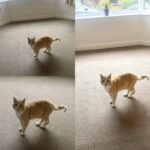 Compra una casa, poi un gatto entra e corre dritto nella camera principale