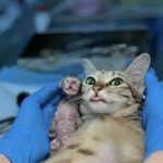 Salvata dalla strada, partorisce in clinica e guarda il suo cucciolo come un miracolo