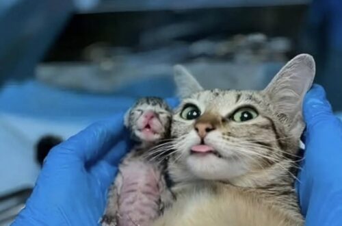 Pochi giorni prima era sola, affamata e impaurita. Poi, sul tavolo del veterinario, il suo sguardo è cambiato per sempre.