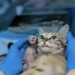 Pochi giorni prima era sola, affamata e impaurita. Poi, sul tavolo del veterinario, il suo sguardo è cambiato per sempre.