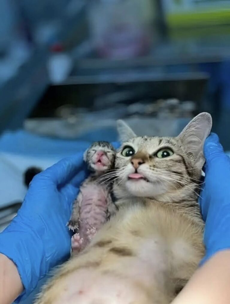 Pochi giorni prima era sola, affamata e impaurita. Poi, sul tavolo del veterinario, il suo sguardo è cambiato per sempre.