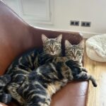 Trova due gattini di tre mesi per strada, oggi Noomi e Viggo hanno una casa