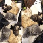 Accolgono una gatta magrissima per la notte: alle 4 del mattino trovano tre minuscoli gattini