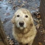 Un cane fradicio si presenta alla porta: da quel giorno non se n’è più andato