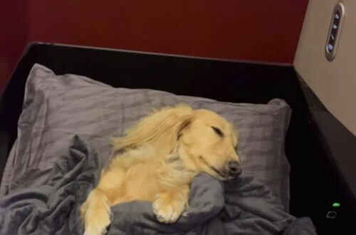 Per alcuni era una spesa inutile. Lei, invece, voleva solo evitare al suo cane stress, paura e ore difficili durante il viaggio.