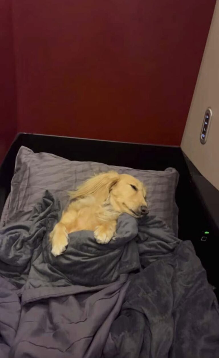 Per alcuni era una spesa inutile. Lei, invece, voleva solo evitare al suo cane stress, paura e ore difficili durante il viaggio.