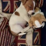 Un cucciolo tremava solo nella notte: poche ore dopo dormiva finalmente al caldo