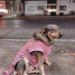 Ogni giorno torna nello stesso locale: per Lola quella taqueria è diventata una seconda casa