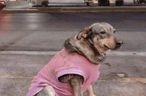 Ha una casa, ma ogni giorno sceglie di tornare nello stesso posto. E ormai nessuno la considera più una semplice cliente.