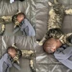 Quando è nato il bambino, il gatto si è avvicinato al lettino e non se n’è più andato