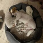 Dopo anni dietro le sbarre, il cane si addormenta finalmente nella sua nuova casa