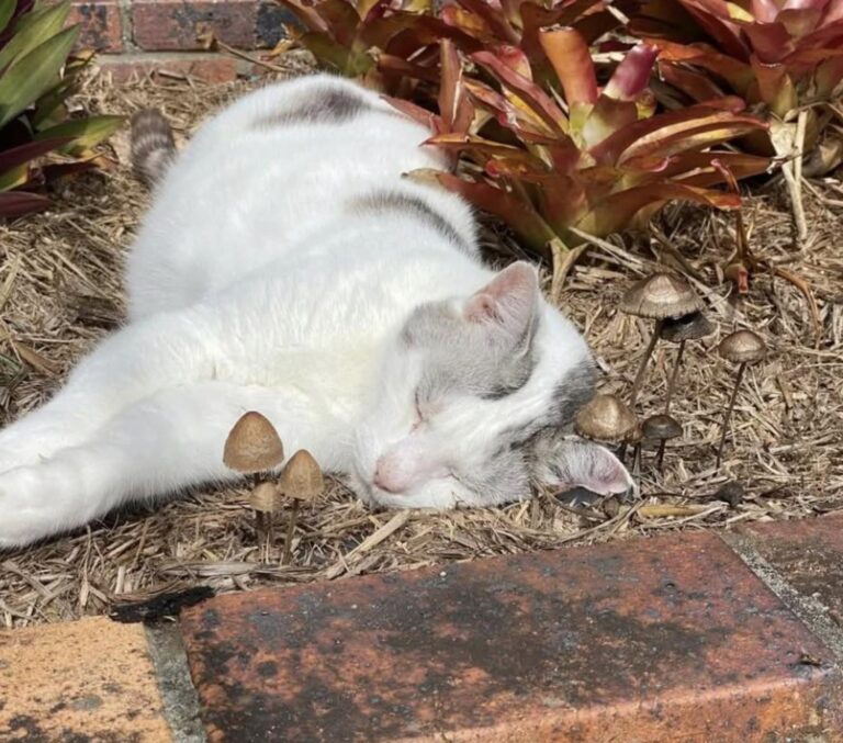Il mio vecchio gatto non corre più alla porta, ma ogni giorno con lui vale tutto I suoi passi sono diventati lenti e i sonnellini più lunghi. Ma dopo tanti anni insieme, ogni giornata accanto a lui conta ancora di più. Una volta correva verso la porta, saltava ovunque e trasformava ogni stanza in un piccolo campo da gioco. Oggi è diverso. Il suo passo è più lento, i salti sono più bassi e passa buona parte dei pomeriggi a dormire. Anche il suo miagolio si è fatto più lieve e tra i baffi sono comparsi i primi segni del tempo. Eppure è ancora lì. Era arrivato quando il suo umano era giovane, ancora alle prese con i primi cambiamenti della vita. Da gattino era vivace, imprevedibile, sempre pronto a combinare qualche marachella. Poi gli anni sono passati insieme. Era presente durante i momenti difficili, nel primo appartamento, nei cambiamenti di lavoro, nelle perdite e nei nuovi inizi. Una presenza discreta che non è mai venuta meno. Adesso non rincorre più i giochi come prima e preferisce cercare un posto tranquillo dove riposare. Ma quando si sistema nel suo raggio di sole e comincia a fare le fusa, tutto sembra ancora familiare. Chi gli vive accanto sa che il tempo con un animale anziano diventa inevitabilmente più prezioso. Per ora, però, quel vecchio gatto è ancora lì: dorme, fa le fusa e continua a condividere le giornate con la persona che è cresciuta insieme a lui.